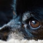犬の目が白く濁ってきた!?犬の白内障の症状とそれに有効な治療法