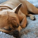 【愛犬がヘルニアになった!?】その治療法と飼い主ができることとは