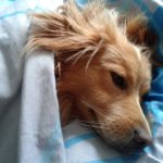 愛犬のその動き老衰の始まりかも!?老衰に見られる症状とは