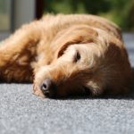 犬が痙攣し始めた!犬が痙攣を引き起こす原因とその対処法!