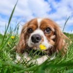 犬が虫に刺され重症!?刺された際に飼い主が取るべき行動とは