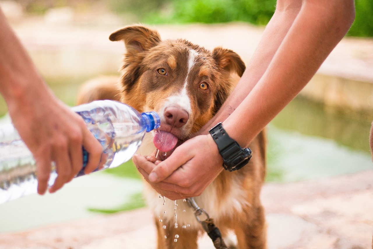 【愛犬が水を飲まない！？】そんな時の水分の摂らせ方の工夫