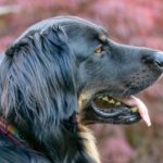 犬の熱中症は命に関わる!?犬が熱中症にならないための対策を紹介!