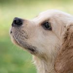 犬の嘔吐の対処法第5選!犬が嘔吐した際の対処法について紹介