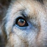 愛犬の目やにが多いのは病気かも!?色や様子から判断する方法を紹介
