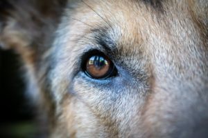 愛犬の目やにが多いのは病気かも！？色や様子から判断する方法を紹介