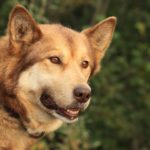 【愛犬がご飯を食べない!?】食を促すための5つの対策を徹底解説!