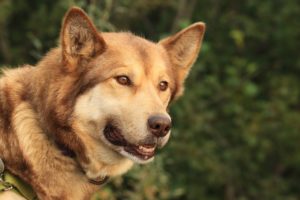 【愛犬がご飯を食べない！？】食を促すための5つの対策を徹底解説！
