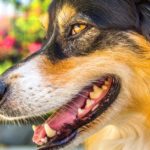 犬の虫歯の放置は病気に繋がる可能性大!そのケアの仕方を紹介