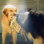犬が喧嘩してしまうのはなぜ?犬の喧嘩を止めさせるやり方を紹介