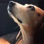 犬の火葬に必要なものは何?愛犬との最期の別れに必要なものを紹介