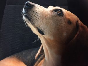 犬の火葬に必要なものは何？愛犬との最期の別れに必要なものを紹介