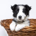 それもしかしたら病気かも!犬の下痢の原因と考えられる病気とは