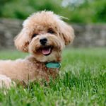 犬の腎不全ステージ4はやばい!腎不全になった際の適切な処置とは