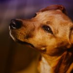その動きは認知症かも!?犬の認知症の特徴とその対策を紹介