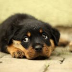 犬の血便はストレスによるもの!?それとも病気?飼い主がすべきこととは