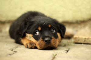 犬の血便はストレスによるもの！？それとも病気？飼い主がすべきこととは