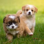 子犬のしつけはいつからやるべき?~基本的なしつけを学習させる~