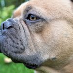 愛犬のくしゃみ・鼻水が止まらない!?その原因と治し方を紹介