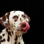 舌先で鼻を舐める犬