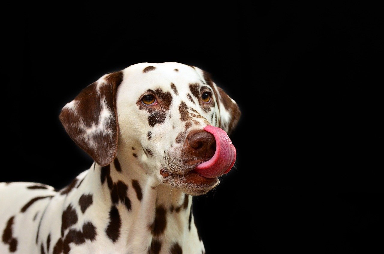 舌先で鼻を舐める犬