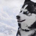 犬が怒って嚙みつこうとした!犬が怒る理由とは一体なに?
