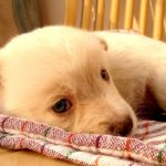 毛布で寝ようとする子犬