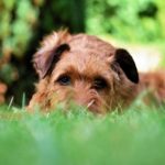 愛犬をマダニから守る!飼い主が愛犬のためにできることとは