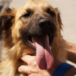 飼い主に撫でられてご機嫌な様子の犬