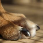 愛犬が嫌がらない爪切り法とは?正しい爪の切り方と頻度を解説