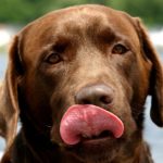 舌で鼻を舐める犬