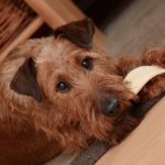 愛犬が玉ねぎを食べてしまった!食べてしまった際の対処法を紹介