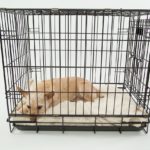 犬のハウスのしつけはここがポイント!しつける中で重要なポイントを解説!