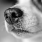 犬にとってフィラリアは深刻!?フィラリアによる症状とは