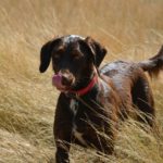 【犬がしっぽを振る5つの感情】しっぽから読み取る犬の気持ち