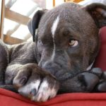 愛犬が足を舐めるのはなぜ?犬が足を舐める5つの心理を紹介