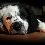 右目を怪我している犬