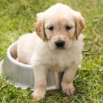 容器に後ろ足を入れる子犬