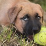 うつ伏せでボールを噛む子犬
