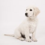 お座りをして遠くを見つめる子犬のゴールデンレトリーバー