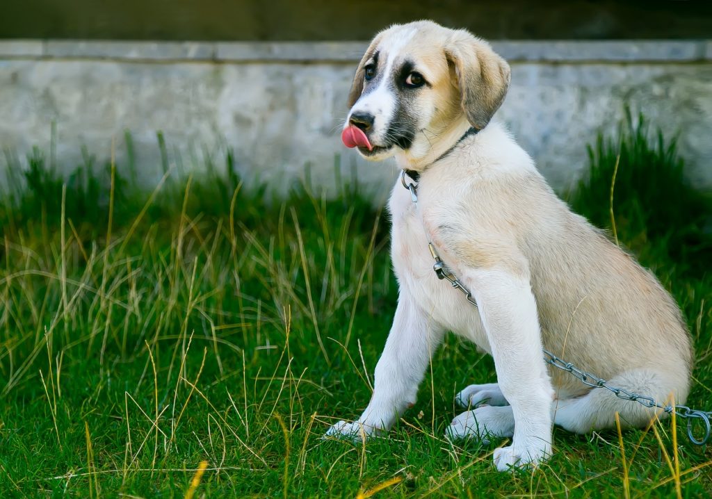 舌で鼻先を舐める犬
