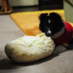 ティッシュで遊ぼうとする子犬