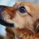 可愛らしい目をした犬