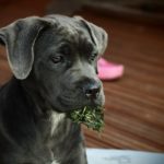 草をくわえている犬