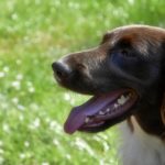 お座りをして口を開けるミュンスターレンダー