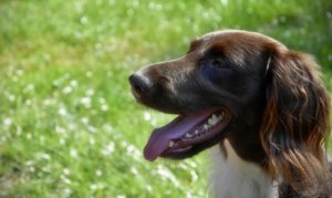 お座りをして口を開けるミュンスターレンダー