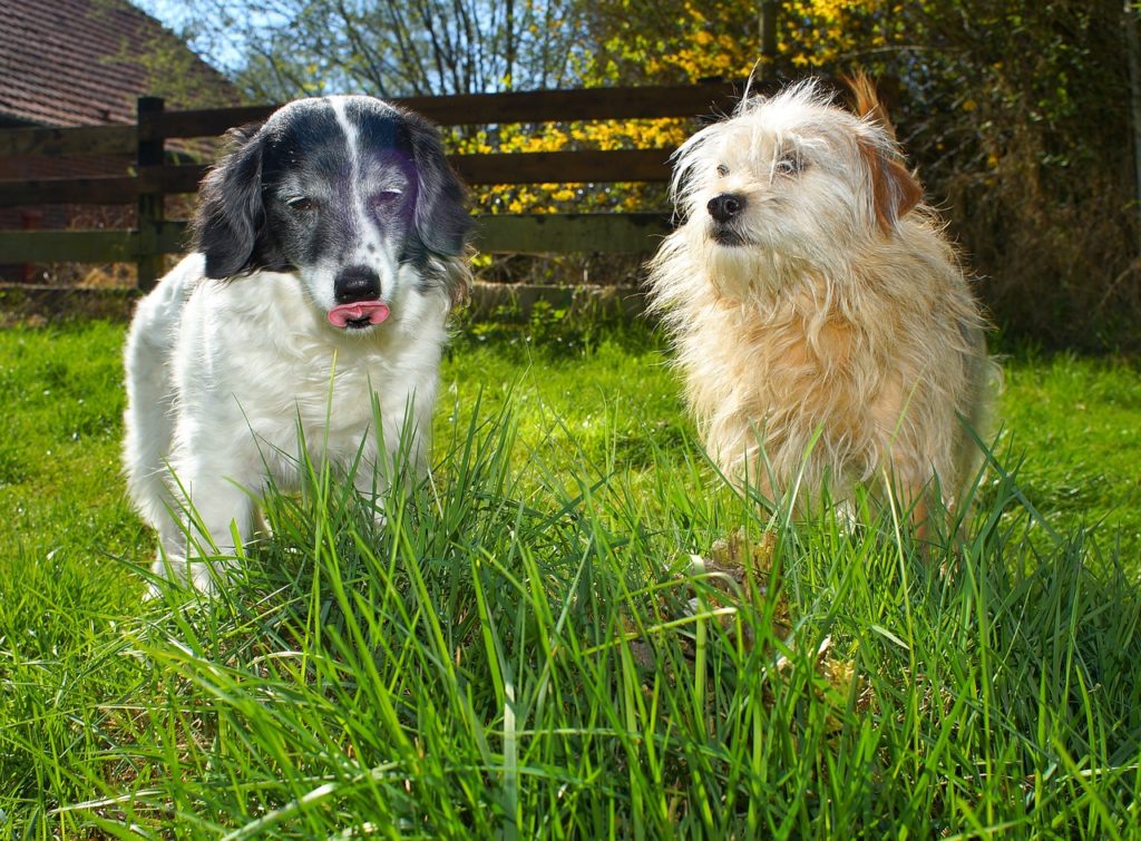 庭の草を食べようとする2匹の犬