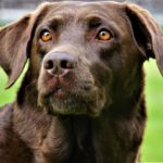 何かを見つめるラブラトールレトリーバー