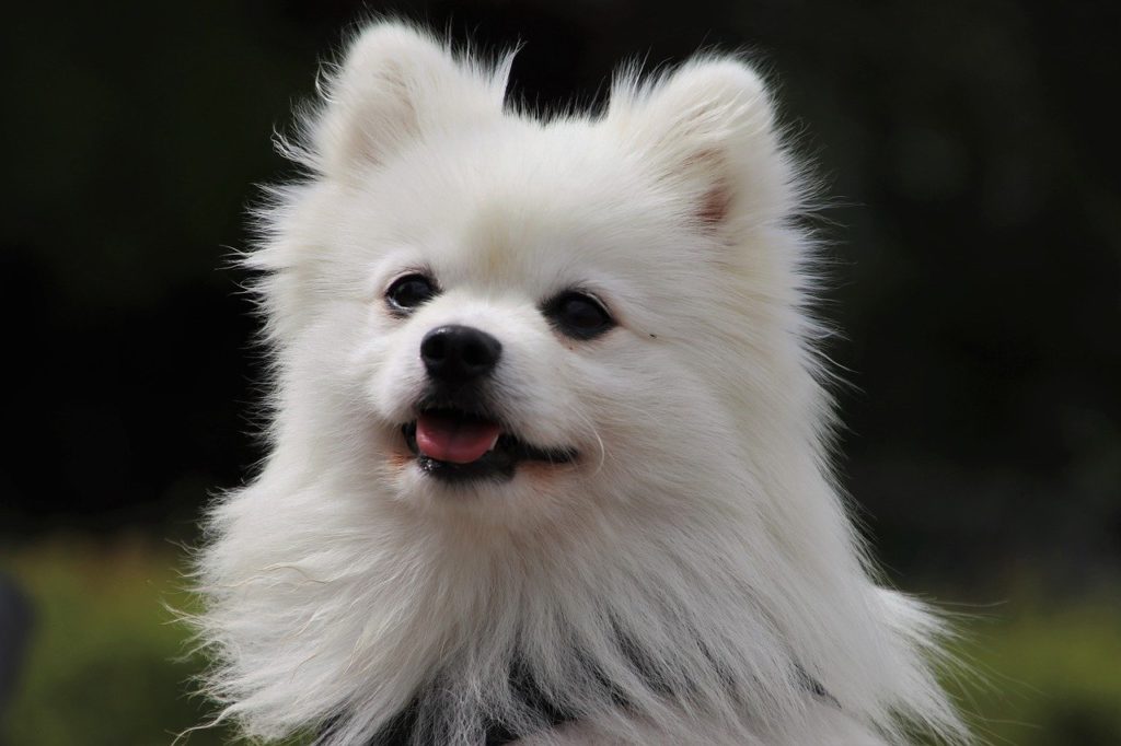 毛がふさふさな白い犬