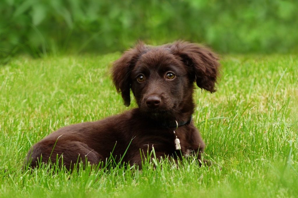 草むらで横たわる茶色い犬